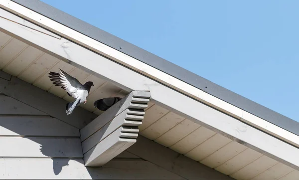 Les pigeons volent près de la maison en bois à la recherche d'un endroit pour nicher, ciel bleu sur un jour de printemps ensoleillé . — Photo