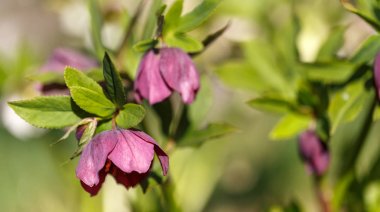 Bahçede Helleborus niger yaprakları ile derin mor çiçek ve tomurcuk Makro yakın çekim