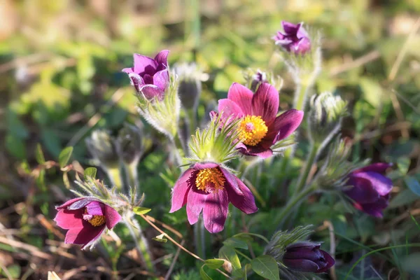 Pulsatilla pratensis. Burgundy Flower bud close-up. Eastern pasqueflower — Stock Photo, Image