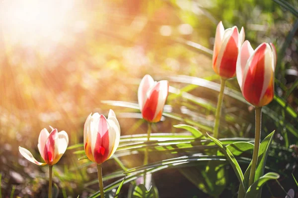 Rouge-jaune-blanc Tulipa Autorité dans les rayons des soleils dans le jardin par une journée ensoleillée de printemps — Photo