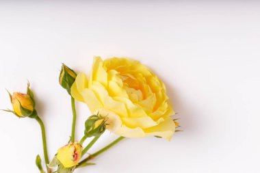 Beyaz arka planda şenlikli çiçek kompozisyonu. Genel Görünüm