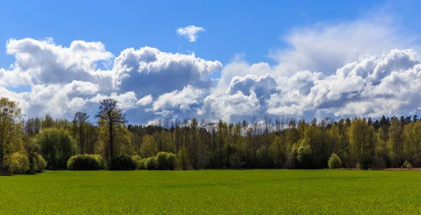 Zielone pole, drzewo, Błękitne niebo i słońce wiosną, lato. — Zdjęcie stockowe