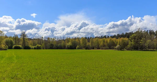 Green field, tree, blue sky and sun in spring, summer. — Stock Photo, Image
