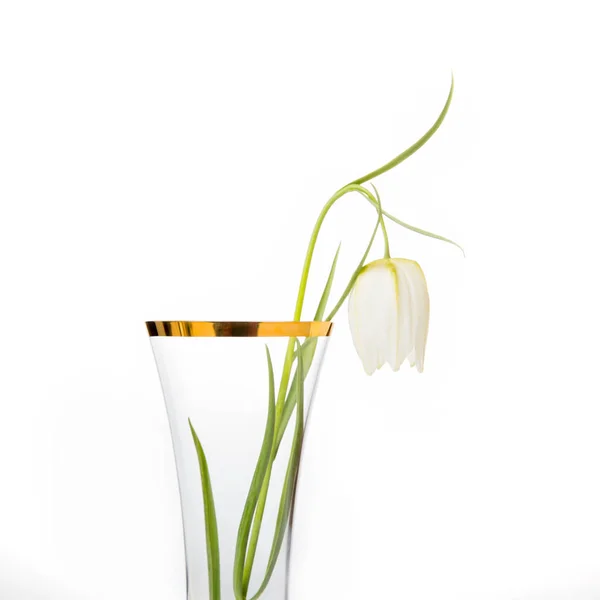 Delicada flor blanca Snakes Head Fritillary, Fritillaria Meleagris en jarrón de vidrio con borde de oro sobre un fondo blanco — Foto de Stock
