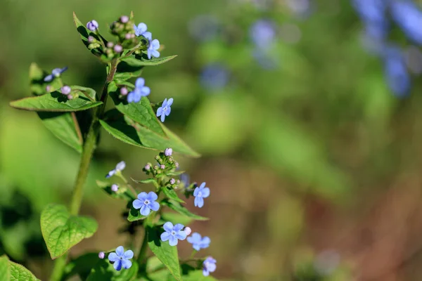 布鲁纳拉的蓝色花朵，类似于忘记我，而不是花. — 图库照片