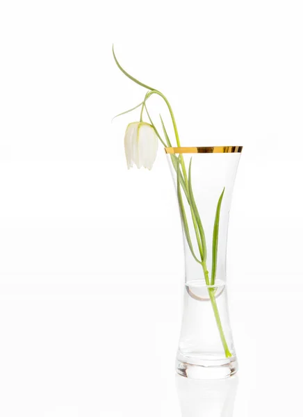 Delicato fiore bianco Serpenti Testa Fritillare, Fritillaria Meleagris in vaso di vetro con bordo in oro su fondo bianco — Foto Stock