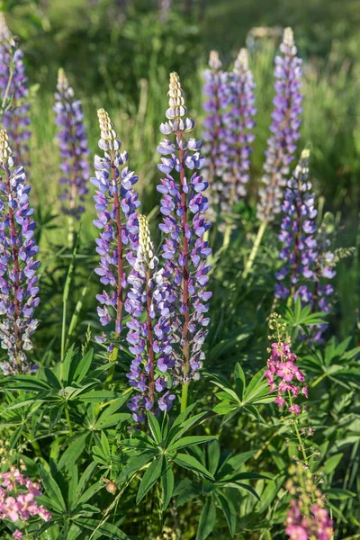 Un montón de campo de lupinos violeta. Jardín rústico en el fondo de una casa de madera — Foto de Stock