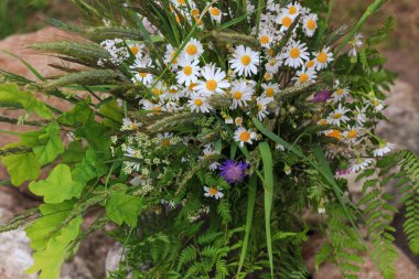 Sarı ve mor kır çiçekleri, otlar şenlikli buket. Letonya, Ligo, Avrupa