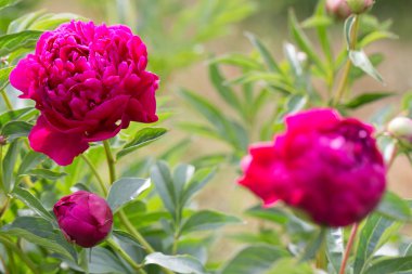 Yeşil ile bahçede Magenta şakayık çiçek kafası