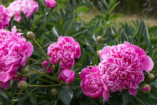 Flor rosa brota peônias no jardim com verde — Fotografia de Stock