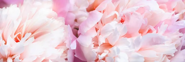 Нефокусовані розмиті рожеві пелюстки півонії, абстрактний романтичний фон, пастельна та м'яка квіткова листівка . — стокове фото