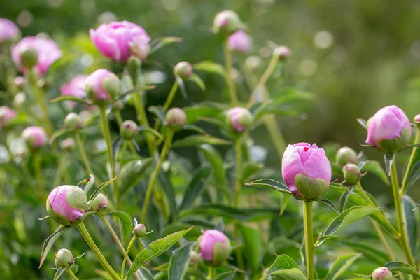 Flor rosa brotes peonías en el jardín con verde — Foto de Stock