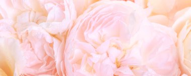 Odaklanmamış gül yaprakları, soyut aşk geçmişi, pastel ve yumuşak çiçek kartı.