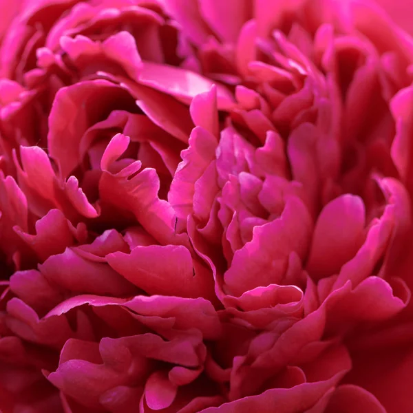 Pétalos desenfocados de peonía borrosa, fondo romántico abstracto, pastel y tarjeta de flores suaves — Foto de Stock