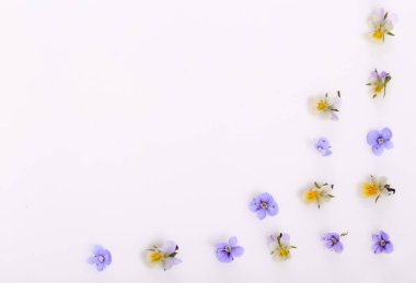 Beyaz arka planda çiçek deseni, küçük beyaz sarı çiçekler