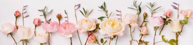 Pembe ve beyaz İngiliz gülpanoramik sınır, afiş, düğün romantik arka plan. Düz yatıyordu.