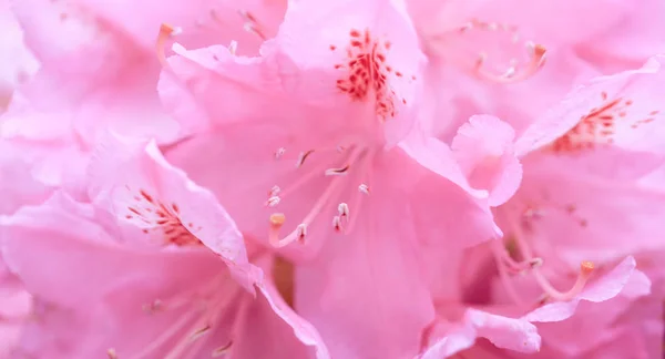 Desfocado borrão rhododendron pétalas, fundo romance abstrato, pastel e cartão de flor macia — Fotografia de Stock
