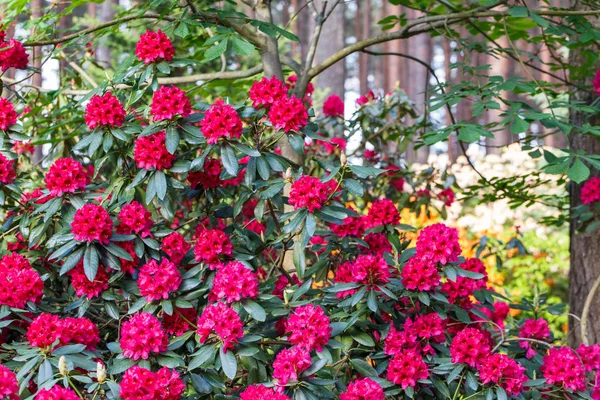 Rododendro rojo Nova Zembla, florecimiento exuberante en el vivero de rododenrones. — Foto de Stock