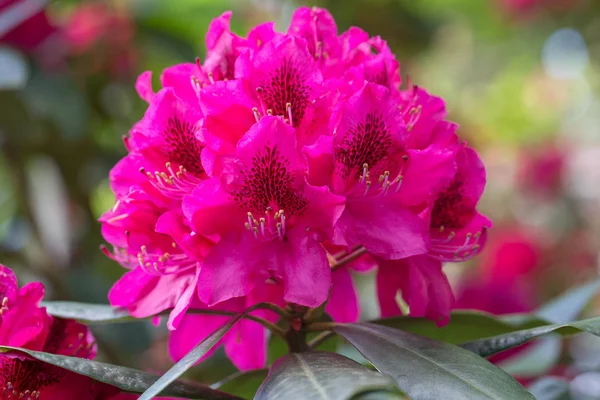 Rododendro rojo Nova Zembla, florecimiento exuberante en el vivero de rododenrones. — Foto de Stock