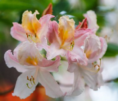 Kırmızı rhododendron Nova Zembla, rhododenronların fidanlığında yemyeşil çiçek açar..