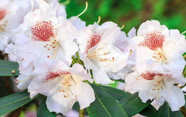 Rododendro rojo Nova Zembla, florecimiento exuberante en el vivero de rododenrones. — Foto de Stock