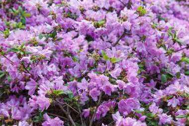 Kamchatka Rhododendron. R. Camtschtikum. Mor çiçek arka plan