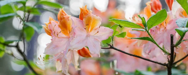 Rododendro rojo Nova Zembla, florecimiento exuberante en el vivero de rododenrones. — Foto de Stock