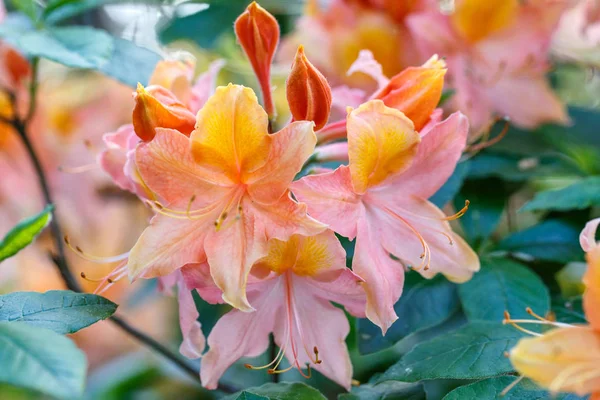 Rododendro rojo Nova Zembla, florecimiento exuberante en el vivero de rododenrones. — Foto de Stock