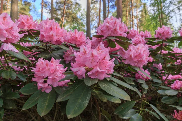 ピンクシャクナゲ、シャクナゲの保育園で緑豊かな花. — ストック写真