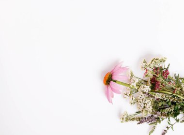 Echinacea, civanperçemi, şifalı otlar arka plan, yatıyordu, en iyi görünüm düz