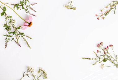 Echinacea, civanperçemi, şifalı otlar arka plan, yatıyordu, en iyi görünüm düz