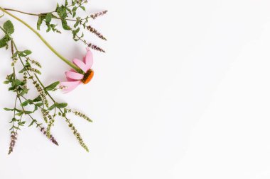 Echinacea, civanperçemi, şifalı otlar arka plan, yatıyordu, en iyi görünüm düz