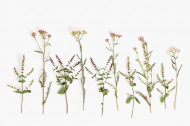 Çiçeklenme Achillea millefolium ortak isimler: beyaz arka planda izole civanperçemi veya ortak civanperçemi