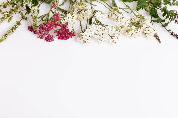 Florecimiento Achillea millefolium nombres comunes: milenrama o milenrama común aislado sobre fondo blanco — Foto de Stock