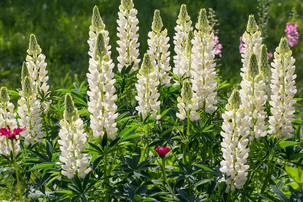 Bir sürü beyaz lupines alan. Bir ahşap evin arka plan üzerinde rustik Bahçe — Stok fotoğraf