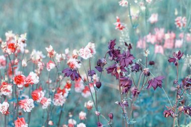 Vahşi çiçekler ile güzel çayır alanı. Bahar veya yaz yaban çiçekleri çekim. Sağlık konsepti.