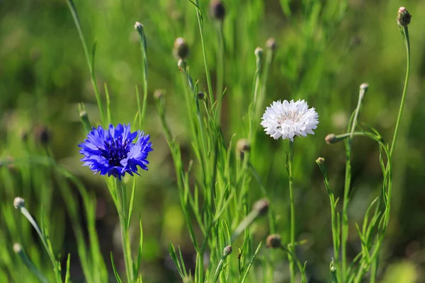 Beautiful meadow field with wild flowers blue and white cornflowers. — Stock Photo, Image