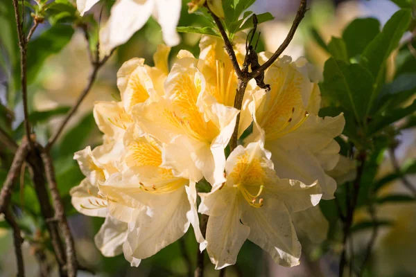 Blanco con salpicaduras anaranjadas y amarillas rododendro, exuberante floración en el vivero de rododenrones . — Foto de Stock