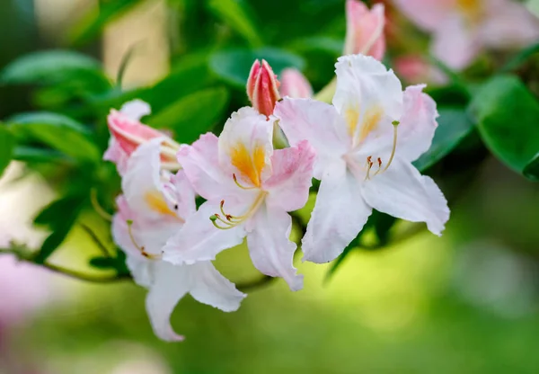 Rododendro rojo Nova Zembla, florecimiento exuberante en el vivero de rododenrones. — Foto de Stock