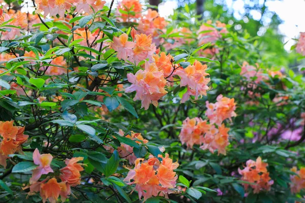 Blanco con salpicaduras de color naranja y rosa rododendro — Foto de Stock