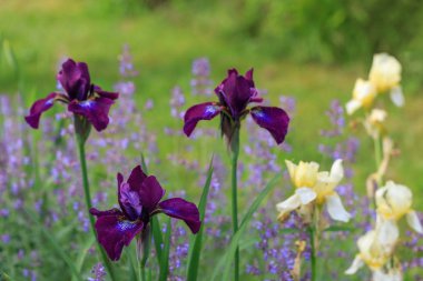 Mor ve krem irises. İlkbahar veya yaz çiçekleri yakın çekim