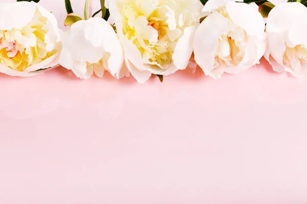 Délicate pivoine rose blanche avec des pétales fleurs sur planche rose. Vue aérienne du dessus, position plate. Espace de copie . — Photo