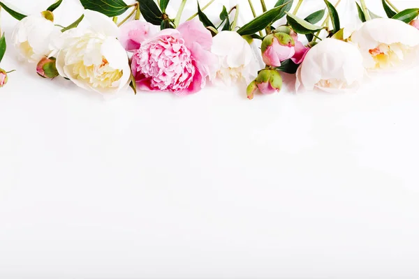 Delicada peonía rosa blanca con flores de pétalos sobre blanco. Vista superior, posición plana. Copiar espacio . —  Fotos de Stock