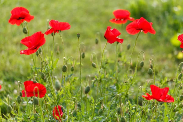 Bright red poppy flowers on a sunny day. — Stock Photo, Image