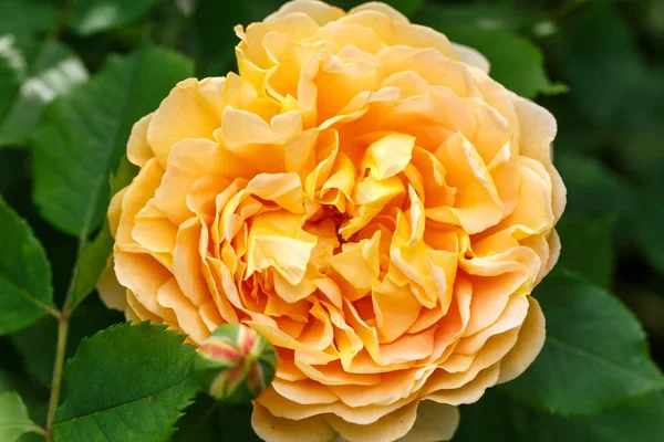 An einem sonnigen Tag blühten gelbe Rosen im Garten. david austin rose golden feier — Stockfoto