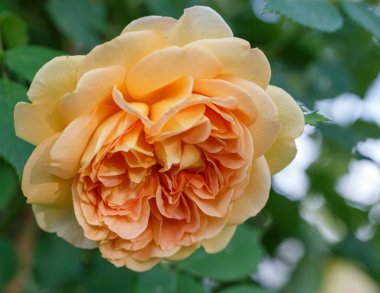 Sarı çiçek açan bahçede güneşli bir günde yükseldi. David Austin Rose altın kutlama