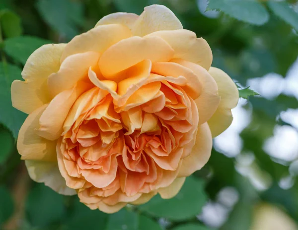 Sarı çiçek açan bahçede güneşli bir günde yükseldi. David Austin Rose altın kutlama