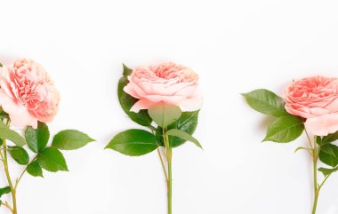 Beyaz arka planda şenlikli çiçek kompozisyonu. Genel Görünüm