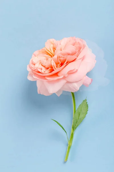 Festive flower composition on the blue background. Overhead view — Stock Photo, Image