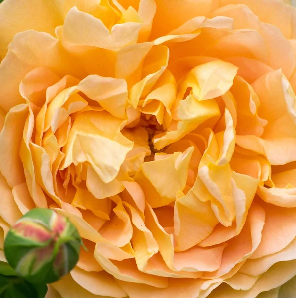 Rosa amarilla floreciente en el jardín en un día soleado. David Austin Rose Celebración de Oro — Foto de Stock